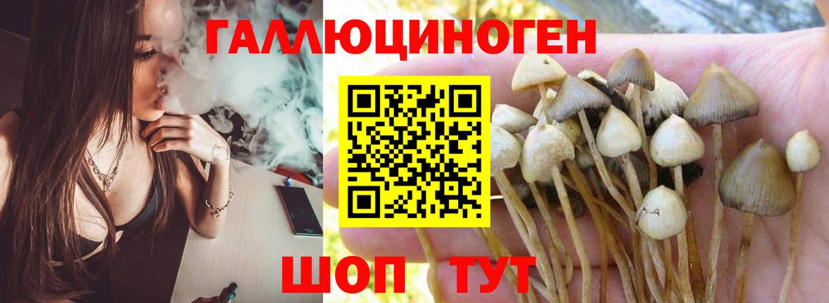 Псилоцибиновые грибы Cubensis Челябинск